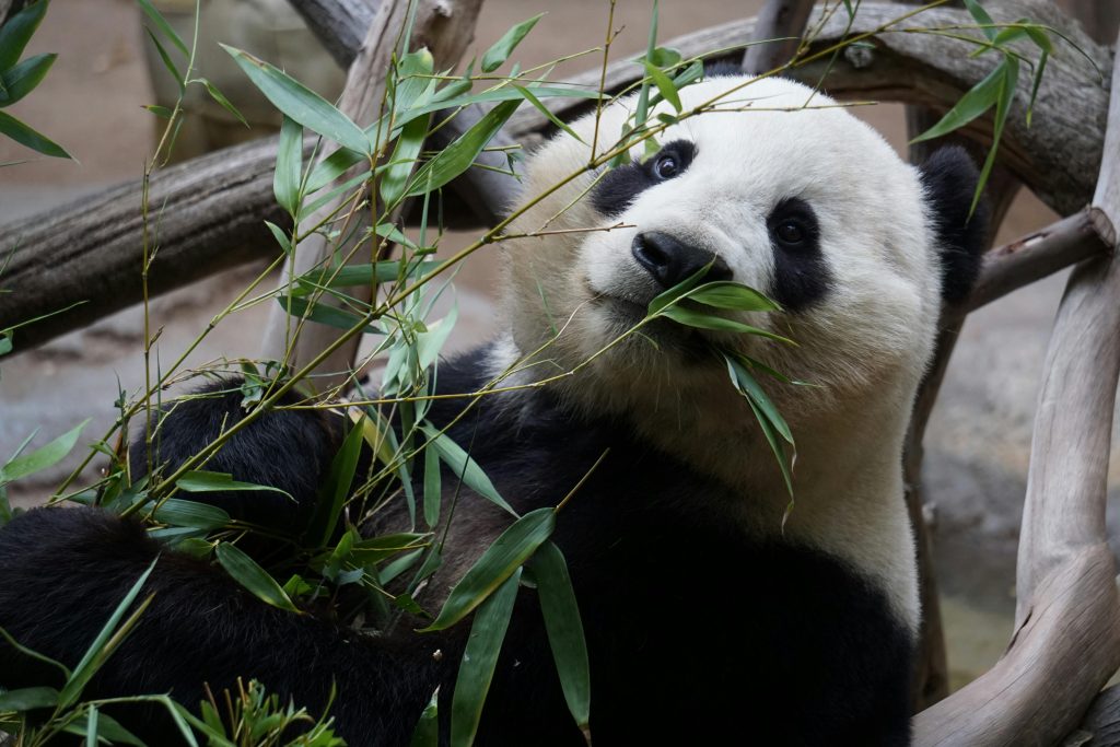 pexels photo 1123765 1123765 2 A close-up photo of a giant panda enjoying bamboo in a tranquil zoo setting.